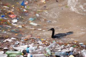 Vogel im verschmutzten Fluss, das Wasser ist voller Müll.